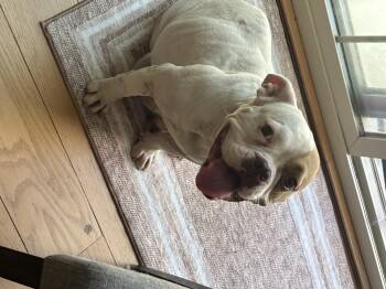 Georgina -  American Bulldog and French Bulldog Dog for Adoption in Sacramento, California - Georgina | PetCurious