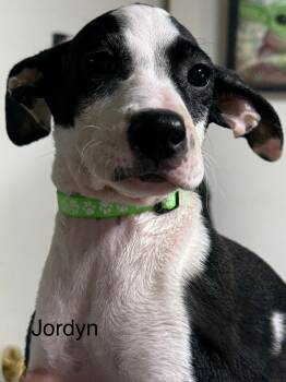 Rescue American Staffordshire Terrier and Jack Russell Terrier Dogs for Adoption in Modesto, California - Jordyn | PetCurious