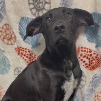 Booplesnoot -  Black Labrador Retriever and Mixed Breed Dog for Adoption in Riverwoods, Illinois - Booplesnoot | PetCurious