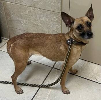 Rescue Terrier and Mixed Breed Dogs for Adoption in Honolulu, Hawaii - Sky | PetCurious