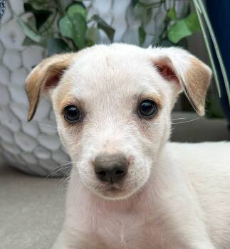 Nougat Mini -  Husky and Hound Dog for Adoption in Andover, Massachusetts - Nougat Mini | PetCurious