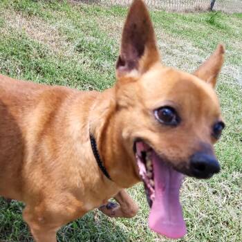 Rescue Chihuahua Dogs for Adoption in Rockdale, Texas - Fawn | PetCurious