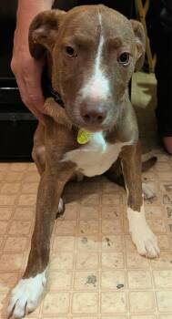 Hudson -  Labrador Retriever and Terrier Dog for Adoption in North Olmsted, Ohio - Hudson | PetCurious