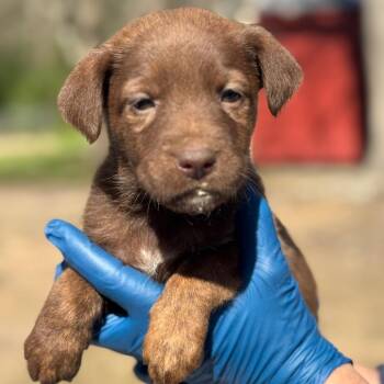Mountain Cur and Mixed Breed Dogs Available for Adoption in New York, New York - Brees | PetCurious