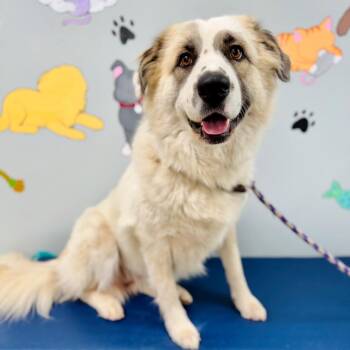 Snookie -  Great Pyrenees and Australian Shepherd Dog for Adoption in Lebanon, Missouri - Snookie | PetCurious