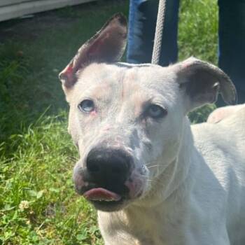 Keziah (20260826-03) -  Husky and American Bulldog Dog for Adoption in Niagara Falls, Ontario - Keziah (20260826-03) | PetCurious