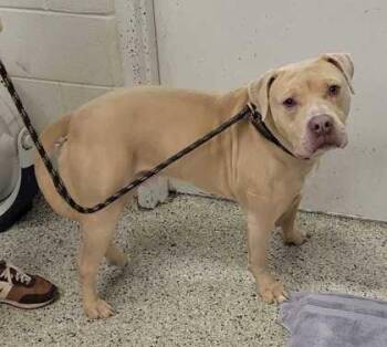 Mystical -  Pit Bull Terrier and Mixed Breed Dog for Adoption in Kansas City, Missouri - Mystical | PetCurious