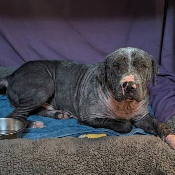 Pit Bull Terrier Dogs Available for Adoption in Jefferson City, Tennessee - Ash | PetCurious