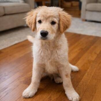 Golden Retriever and Mixed Breed Dogs Available for Adoption in Baton Rouge, Louisiana - Toaster Strudel | PetCurious