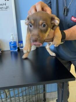 Pointer and Mixed Breed Dogs Available for Adoption in Daytona Beach, Florida - Molly Malone - P | PetCurious