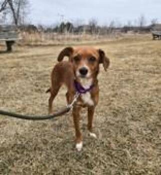 Chihuahua Dogs Available for Adoption - Chicory | PetCurious