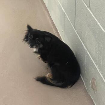 Punkin Spice -  Chihuahua Dog for Adoption in Newark, New Jersey - Punkin Spice | PetCurious