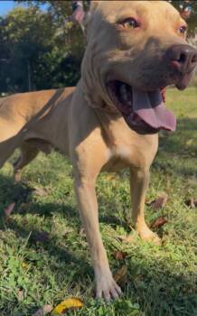 Rescue Mixed Breed Dogs for Adoption in Harrodsburg, Kentucky - Boomer | PetCurious