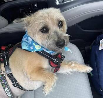 Mixed Breed Dogs Available for Adoption - Susie | PetCurious