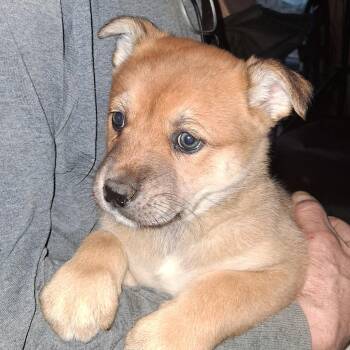 Labrador Retriever and German Shepherd Dog Dogs Available for Adoption - Puppy #3 | PetCurious