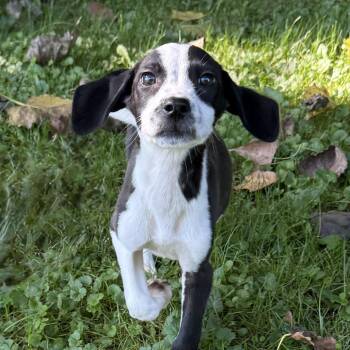 Little Lilo -  Beagle Dog for Adoption in Lake Geneva, Wisconsin - Little Lilo | PetCurious