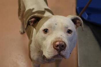 Rescue Mixed Breed Dogs for Adoption in Columbia, South Carolina - LEO | PetCurious