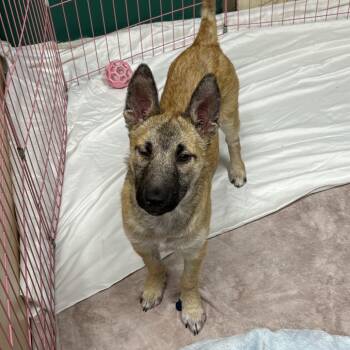 Shepherd and Mixed Breed Dogs Available for Adoption in Flagstaff, Arizona - Gummy Bear | PetCurious
