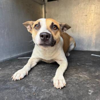 Fox -  Terrier Dog for Adoption in Edinburg, Texas - Fox | PetCurious