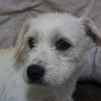 Moon -  Wirehaired Terrier Dog for Adoption in St. George, Utah - Moon | PetCurious