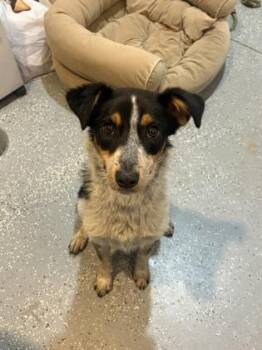 Rescue Australian Cattle Dog Blue Heeler Dogs for Adoption in Pinetop-lakeside, Arizona - Pixie | PetCurious