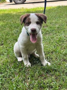 Pit Bull Terrier and Husky Dogs Available for Adoption in Warner Robins, Georgia - S’more | PetCurious