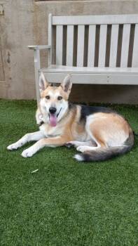 Steady -  White German Shepherd Dog for Adoption in Phoenix, Arizona - Steady | PetCurious
