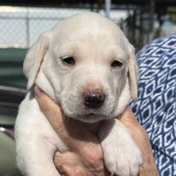 Albert -  Dachshund Dog for Adoption in Fresno, California - Albert | PetCurious