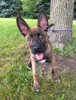 Bear -  Dutch Shepherd Dog for Adoption in Maryville, Missouri - Bear | PetCurious