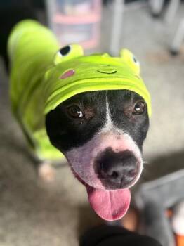 Kermie -  Mixed Breed Dog for Adoption in Cincinnati, Ohio - Kermie | PetCurious