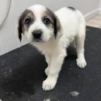 Great Pyrenees Dogs Available for Adoption - TUSC-Stray-83432_2_3_4 | PetCurious