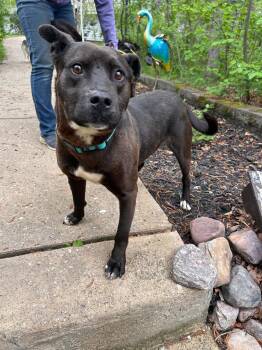 Spuds -  Pit Bull Terrier Dog for Adoption in Edmonton, Alberta - Spuds | PetCurious