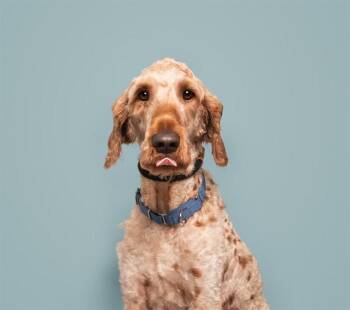 MR SCRUFFY -  Poodle Dog for Adoption in Brentwood, Missouri - MR SCRUFFY | PetCurious
