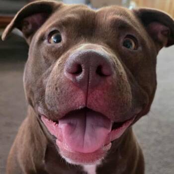 Pit Bull Terrier and Labrador Retriever Dogs Available for Adoption in Westland, Michigan - Chassis | PetCurious