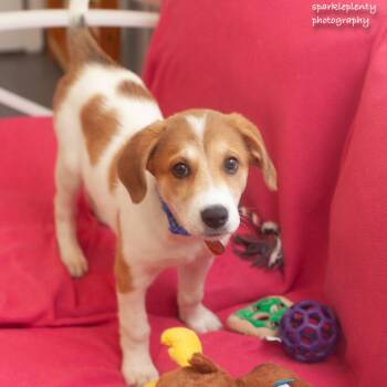 Grace -  Mixed Breed Dog Available for Adoption in Ridgefield, Connecticut - Grace | PetCurious