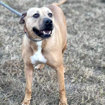 Black Mouth Cur Dogs Available for Adoption in Enterprise, Alabama - Tess | PetCurious