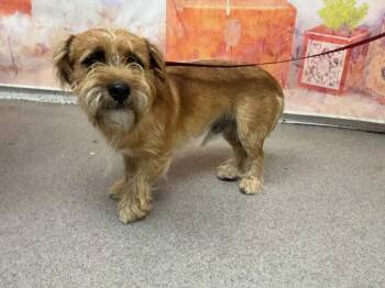TROY -  Terrier and Mixed Breed Dog for Adoption in San Bernardino, California - TROY | PetCurious