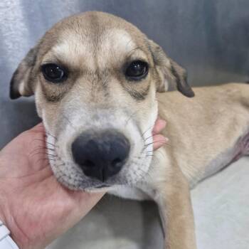 Hannah -  Shepherd and Labrador Retriever Dog for Adoption in Escondido, California - Hannah | PetCurious
