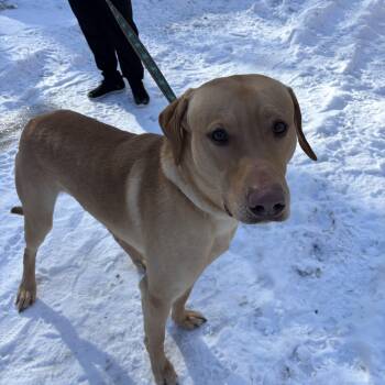 Yellow Labrador Retriever Dogs Available for Adoption - Ranger | PetCurious