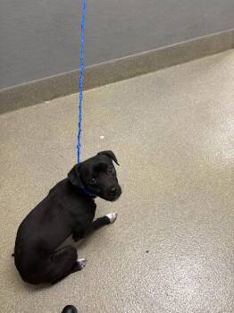 Chihuahua and Mixed Breed Dogs Available for Adoption in Las Vegas, Nevada - JUICE ORTIZ | PetCurious