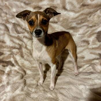 Jackson -  Chihuahua and Mixed Breed Dog for Adoption in Pelham, New Hampshire - Jackson | PetCurious