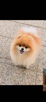Moxi -  Pomeranian Dog for Adoption in Longmont, Colorado - Moxi | PetCurious