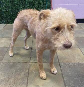 61268646 -  Terrier and Mixed Breed Dog for Adoption in El Paso, Texas - 61268646 | PetCurious