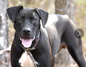 Black Labrador Retriever and Pit Bull Terrier Dogs Available for Adoption - Kratos | PetCurious