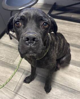 Rescue Mastiff and Mixed Breed Dogs for Adoption in Redlands, California - BELINDA | PetCurious