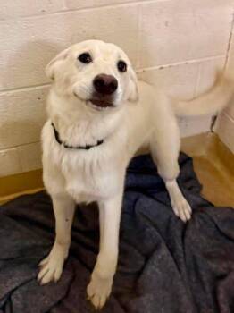 Ginger Spice -  Mixed Breed Dog for Adoption in West Chester, Pennsylvania - Ginger Spice | PetCurious