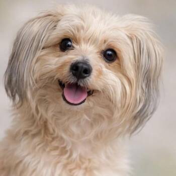 Yorkshire Terrier and Poodle Dogs Available for Adoption in Kyle, Texas - PRINCESS | PetCurious