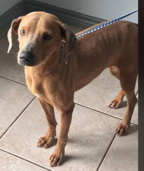 Dolly -  Mixed Breed and Weimaraner Dog for Adoption in Houston, Texas - Dolly | PetCurious