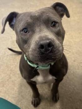 Scrappy -  Pit Bull Terrier Dog for Adoption in Cleveland, Ohio - Scrappy | PetCurious