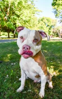 Canvass -  Pit Bull Terrier and American Staffordshire Terrier Dog for Adoption in Yakima, Washington - Canvass | PetCurious
